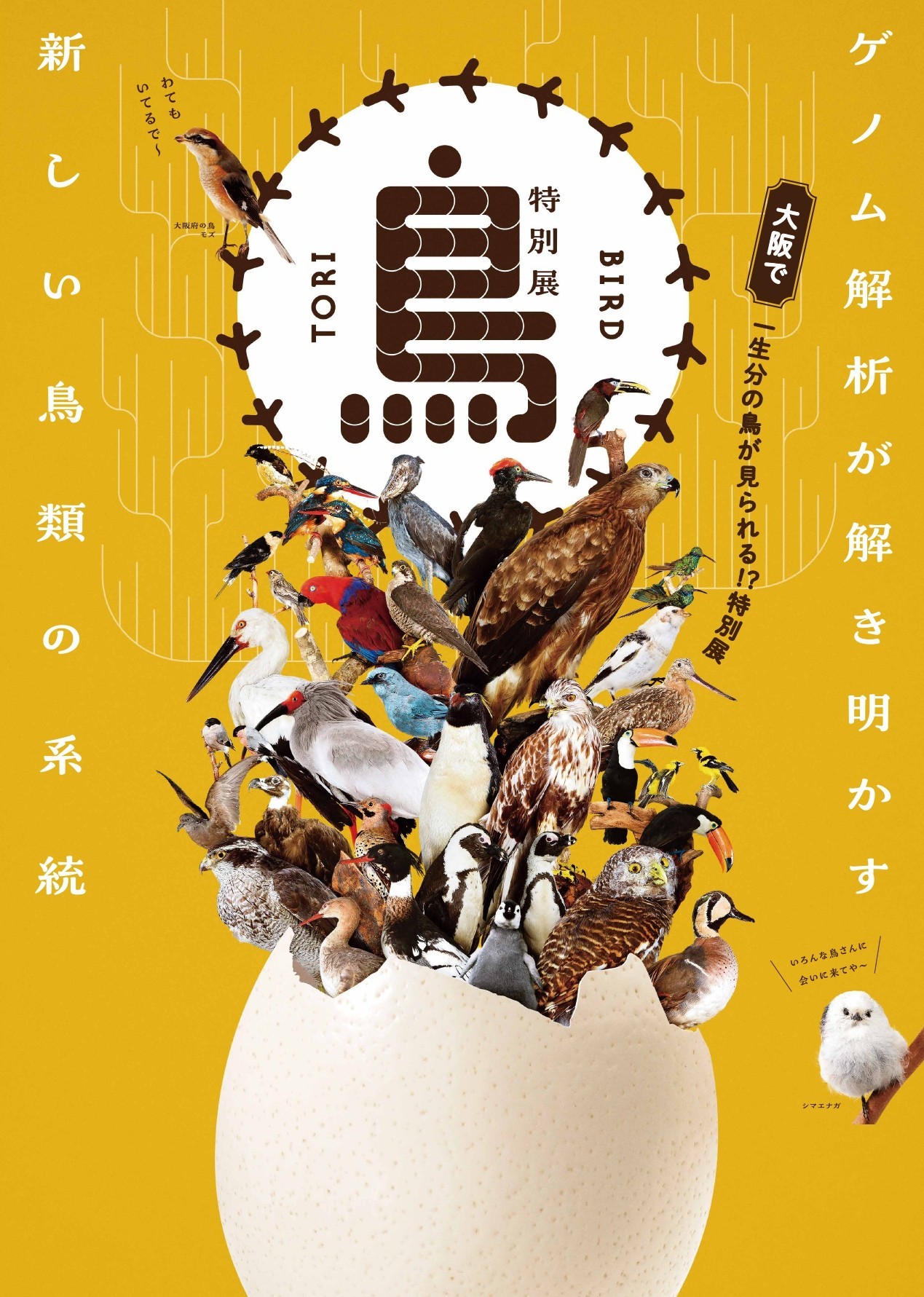 3/14（土）～6/14（日）	大阪市立自然史博物館　特別展「鳥 ～ゲノム解析が解き明かす新しい鳥類の系統～」